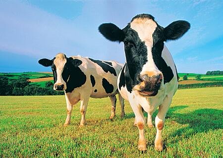 Productia-de-lapte-de-vaca-din-Romania-Q