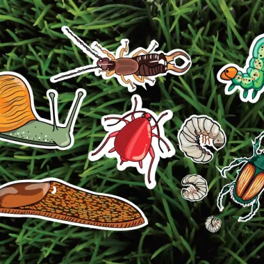 Cum putem elimina insectele din gradina?